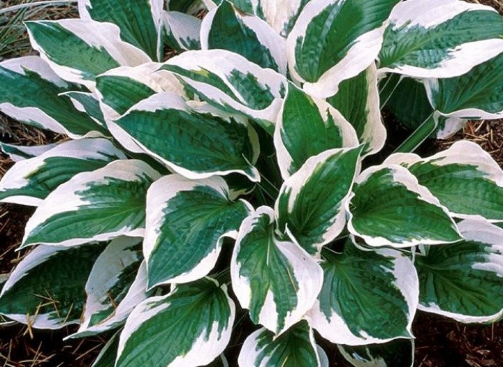 Funkia Hosta Patriot